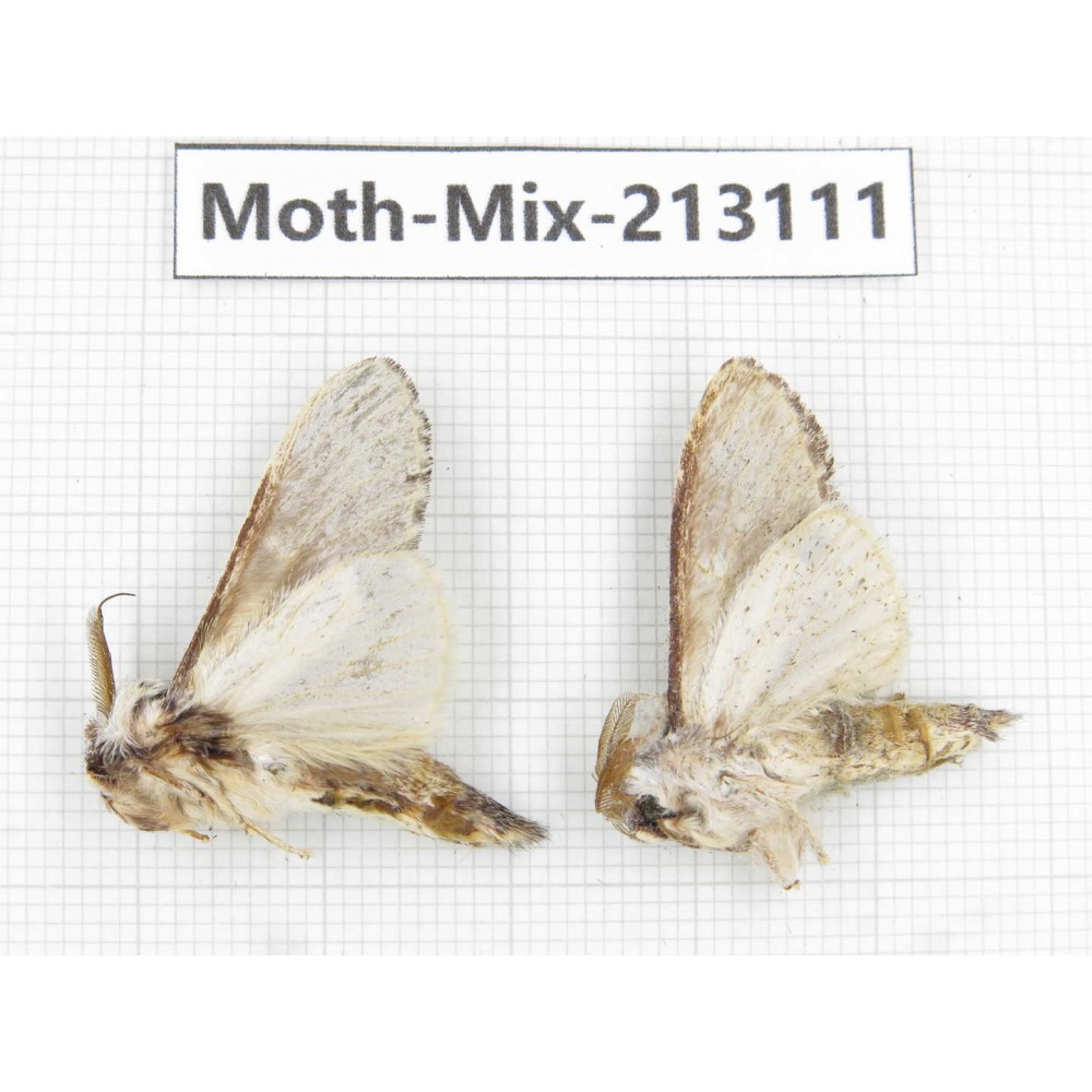 Moths sp. China, Tibet, Linzhi, Bomi county. 2Pcs. Moth-Mix-213111.