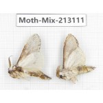 Moths sp. China, Tibet, Linzhi, Bomi county. 2Pcs. Moth-Mix-213111.