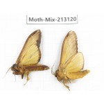 Moths sp. China, Tibet, Linzhi, Bomi county. 2Pcs. Moth-Mix-213120.