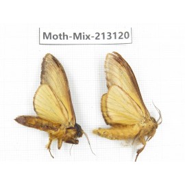 Moths sp. China, Tibet, Linzhi, Bomi county. 2Pcs. Moth-Mix-213120.