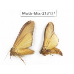 Moths sp. China, Tibet, Linzhi, Bomi county. 2Pcs. Moth-Mix-213121.
