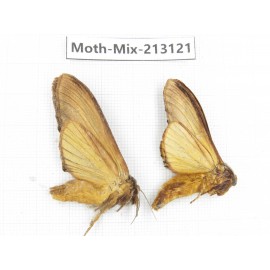 Moths sp. China, Tibet, Linzhi, Bomi county. 2Pcs. Moth-Mix-213121.