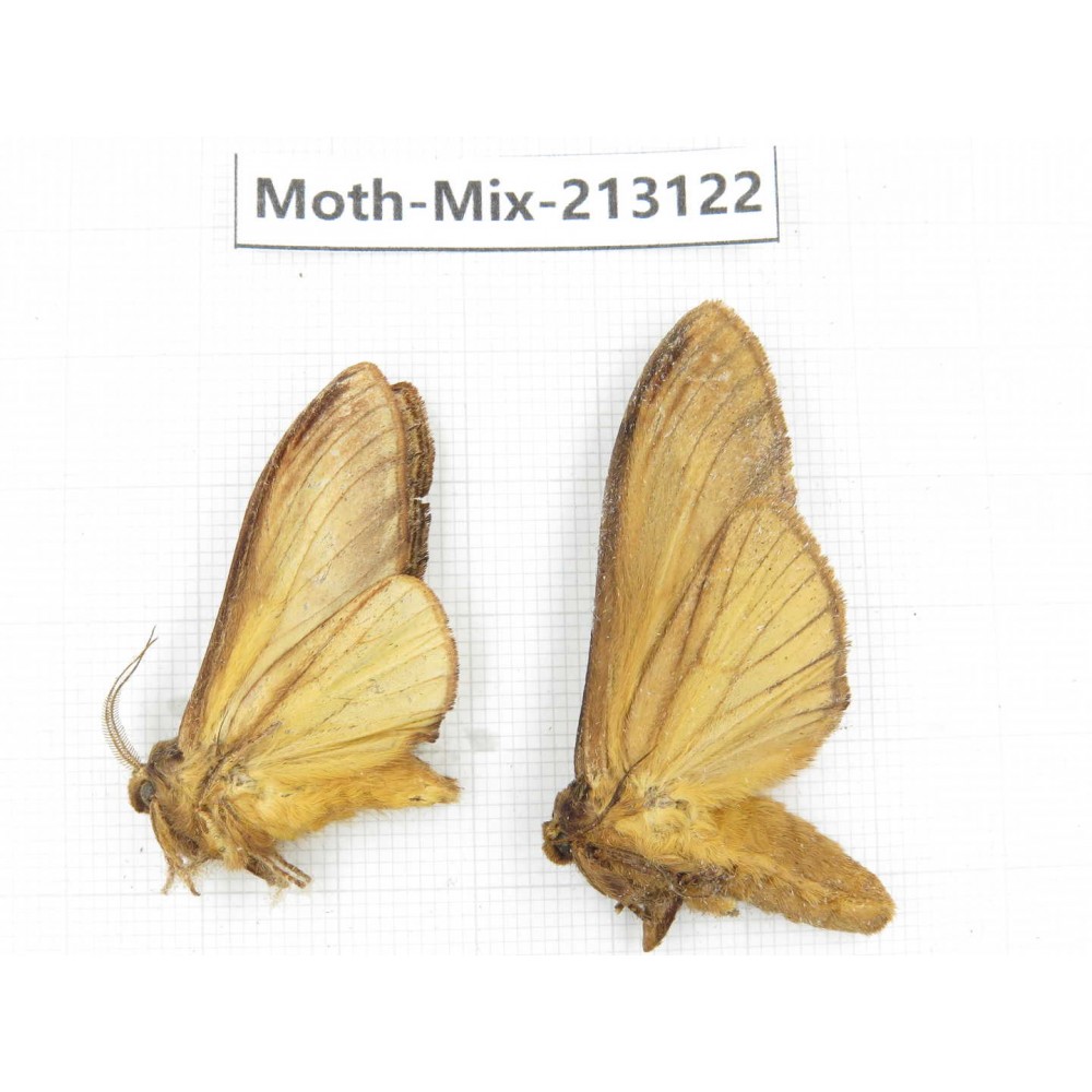 Moths sp. China, Tibet, Linzhi, Bomi county. 2Pcs. Moth-Mix-213122.