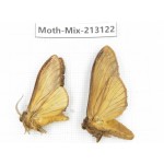 Moths sp. China, Tibet, Linzhi, Bomi county. 2Pcs. Moth-Mix-213122.