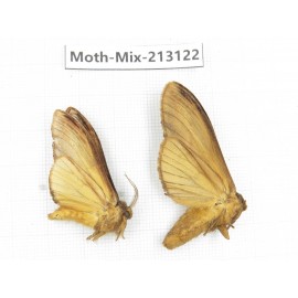 Moths sp. China, Tibet, Linzhi, Bomi county. 2Pcs. Moth-Mix-213122.