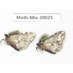 Moths sp. China, Tibet, Linzhi, Bomi county. 2Pcs. Moth-Mix-20025.