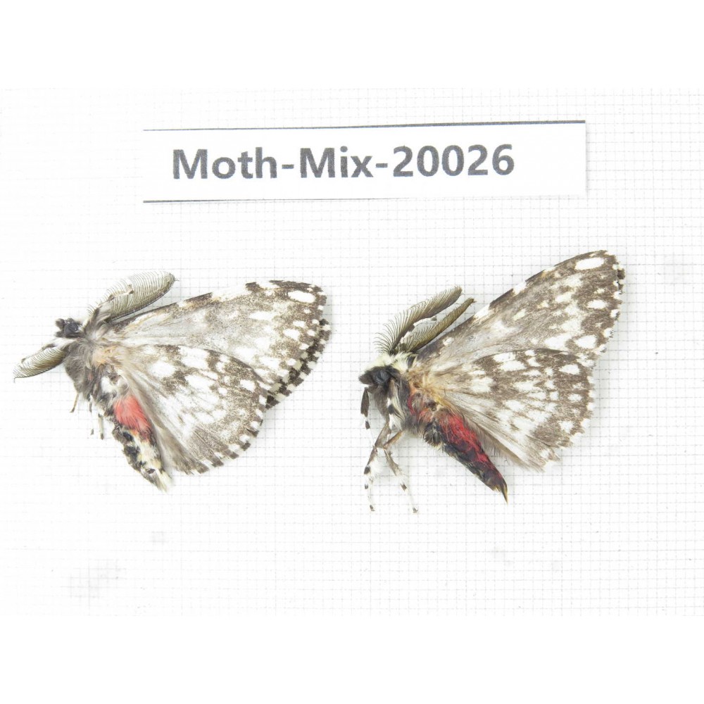 Moths sp. China, Tibet, Linzhi, Bomi county. 2Pcs. Moth-Mix-20026.