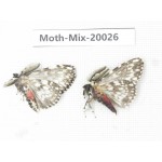 Moths sp. China, Tibet, Linzhi, Bomi county. 2Pcs. Moth-Mix-20026.