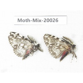 Moths sp. China, Tibet, Linzhi, Bomi county. 2Pcs. Moth-Mix-20026.