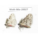 Moths sp. China, Tibet, Linzhi, Bomi county. 2Pcs. Moth-Mix-20027.