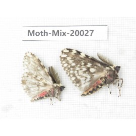 Moths sp. China, Tibet, Linzhi, Bomi county. 2Pcs. Moth-Mix-20027.