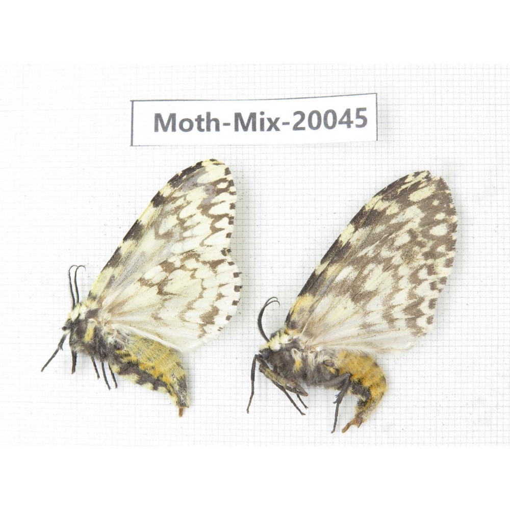 Moths sp. China, Tibet, Linzhi, Bomi county. 2Pcs. Moth-Mix-20045.