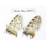 Moths sp. China, Tibet, Linzhi, Bomi county. 2Pcs. Moth-Mix-20045.