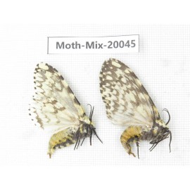 Moths sp. China, Tibet, Linzhi, Bomi county. 2Pcs. Moth-Mix-20045.