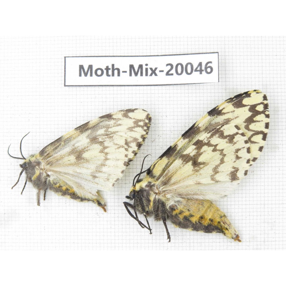 Moths sp. China, Tibet, Linzhi, Bomi county. 2Pcs. Moth-Mix-20046.