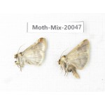 Moths sp. China, Tibet, Linzhi, Bomi county. 2Pcs. Moth-Mix-20047.