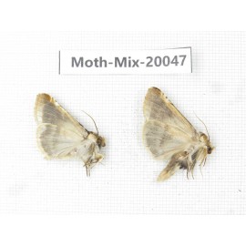 Moths sp. China, Tibet, Linzhi, Bomi county. 2Pcs. Moth-Mix-20047.