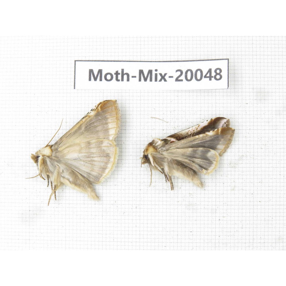 Moths sp. China, Tibet, Linzhi, Bomi county. 2Pcs. Moth-Mix-20048.