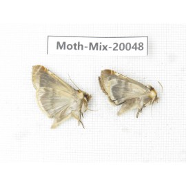 Moths sp. China, Tibet, Linzhi, Bomi county. 2Pcs. Moth-Mix-20048.