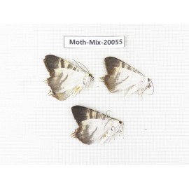 Moths sp. China, Tibet, Linzhi, Bomi county. 3Pcs. Moth-Mix-20055.