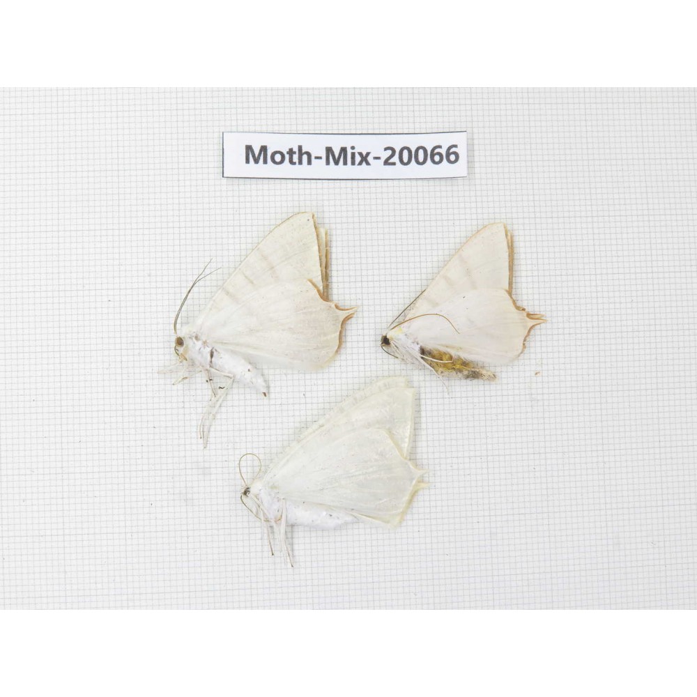 Moths sp. China, Tibet, Linzhi, Bomi county. 3Pcs. Moth-Mix-20066.