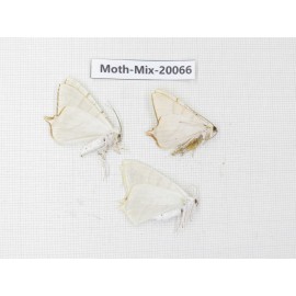 Moths sp. China, Tibet, Linzhi, Bomi county. 3Pcs. Moth-Mix-20066.