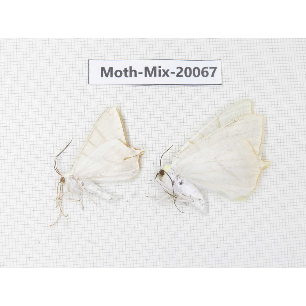 Moths sp. China, Tibet, Linzhi, Bomi county. 2Pcs. Moth-Mix-20067.