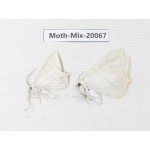 Moths sp. China, Tibet, Linzhi, Bomi county. 2Pcs. Moth-Mix-20067.