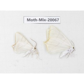 Moths sp. China, Tibet, Linzhi, Bomi county. 2Pcs. Moth-Mix-20067.