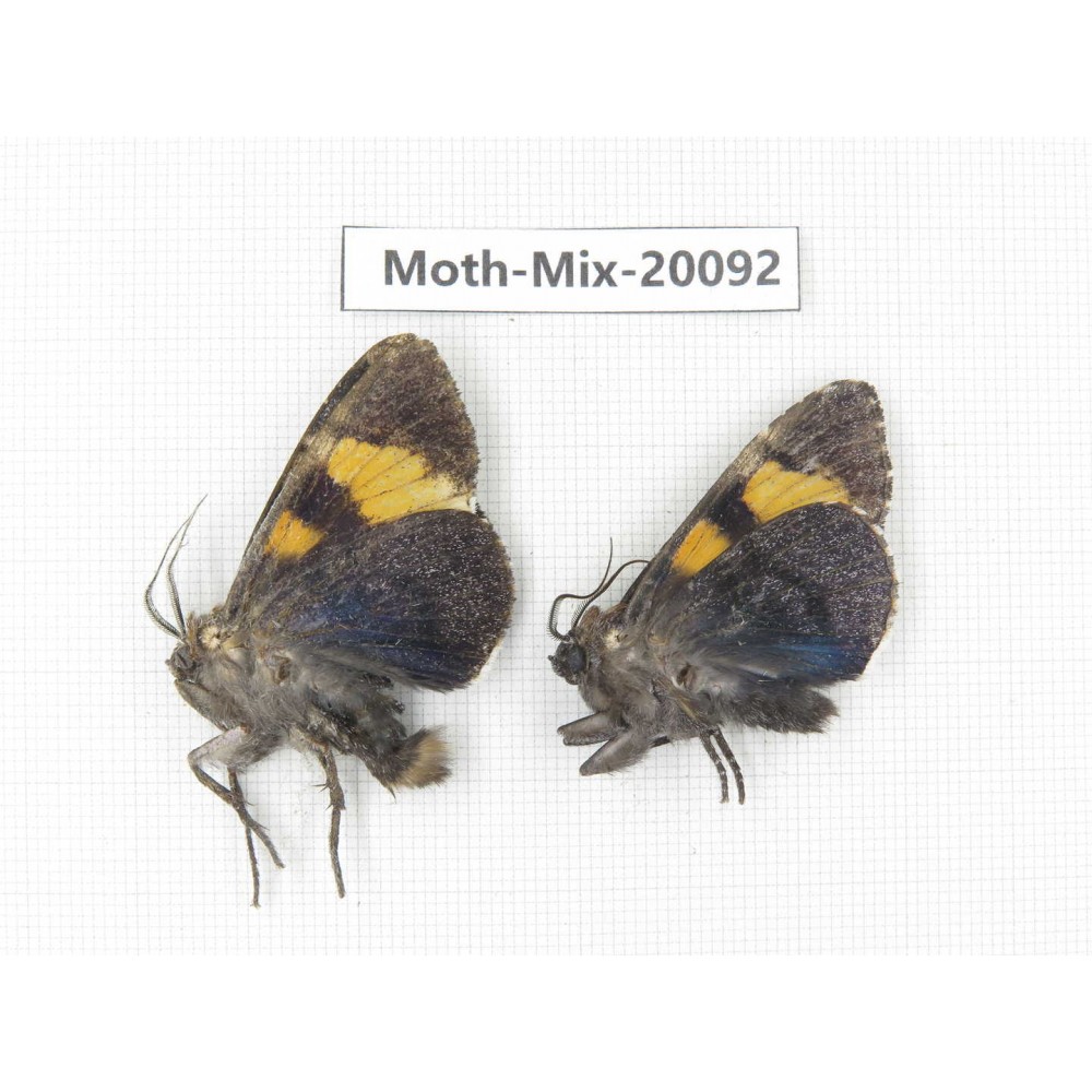 Moths sp. China, Tibet, Linzhi, Bomi county. 2Pcs. Moth-Mix-20092.