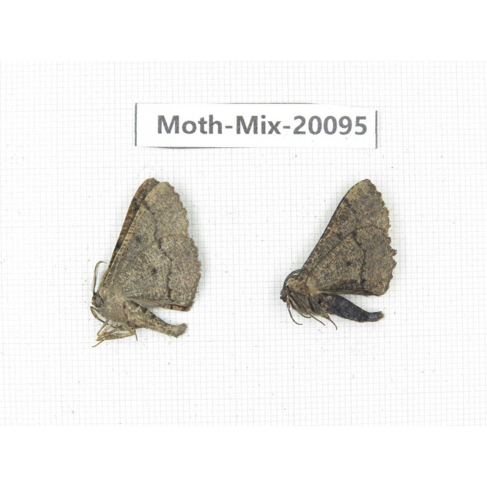 Moths sp. China, Tibet, Linzhi, Bomi county. 2Pcs. Moth-Mix-20095.