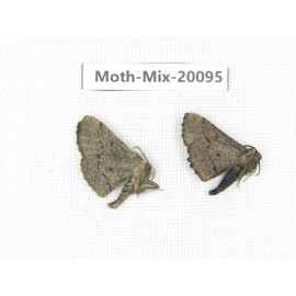Moths sp. China, Tibet, Linzhi, Bomi county. 2Pcs. Moth-Mix-20095.