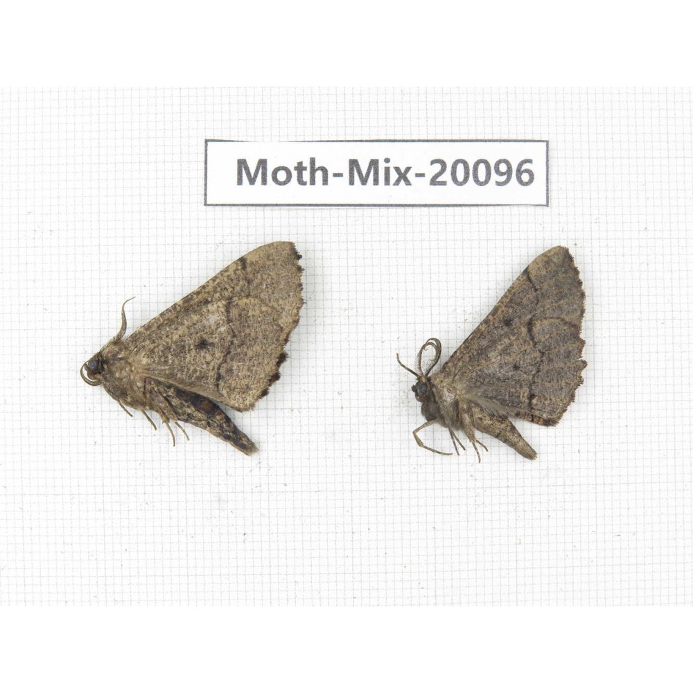 Moths sp. China, Tibet, Linzhi, Bomi county. 2Pcs. Moth-Mix-20096.