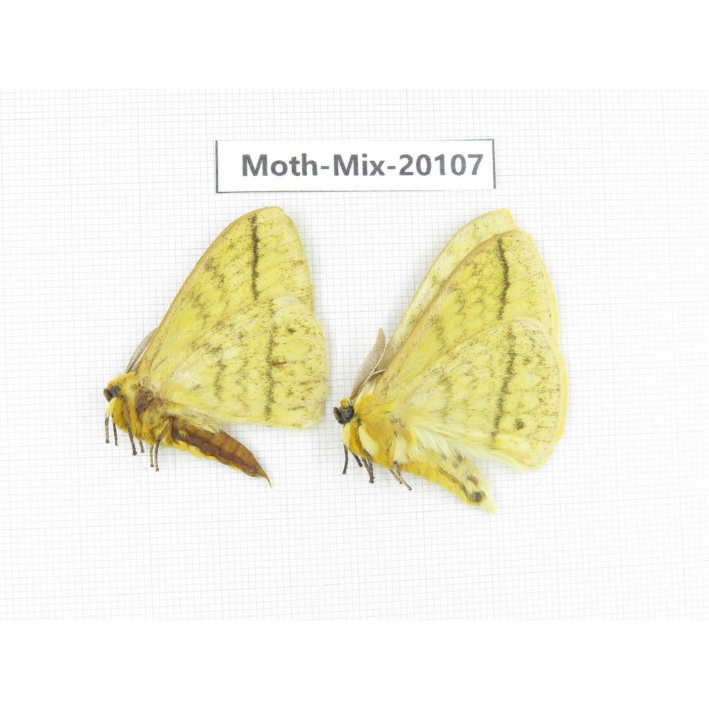 Moths sp. China, Tibet, Linzhi, Bomi county. 2Pcs. Moth-Mix-20107.