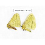 Moths sp. China, Tibet, Linzhi, Bomi county. 2Pcs. Moth-Mix-20107.