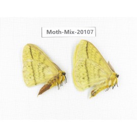 Moths sp. China, Tibet, Linzhi, Bomi county. 2Pcs. Moth-Mix-20107.