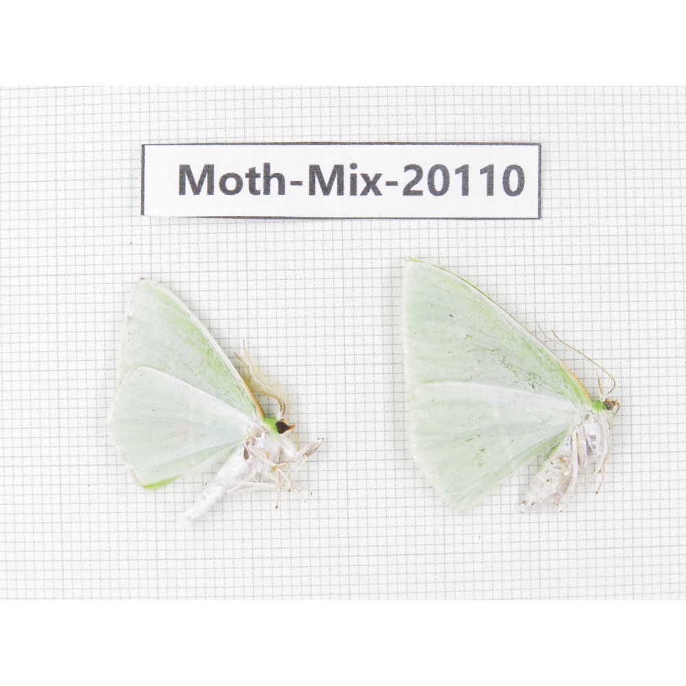 Moths sp. China, Tibet, Linzhi, Bomi county. 2Pcs. Moth-Mix-20110.