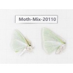 Moths sp. China, Tibet, Linzhi, Bomi county. 2Pcs. Moth-Mix-20110.