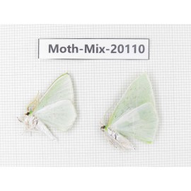 Moths sp. China, Tibet, Linzhi, Bomi county. 2Pcs. Moth-Mix-20110.