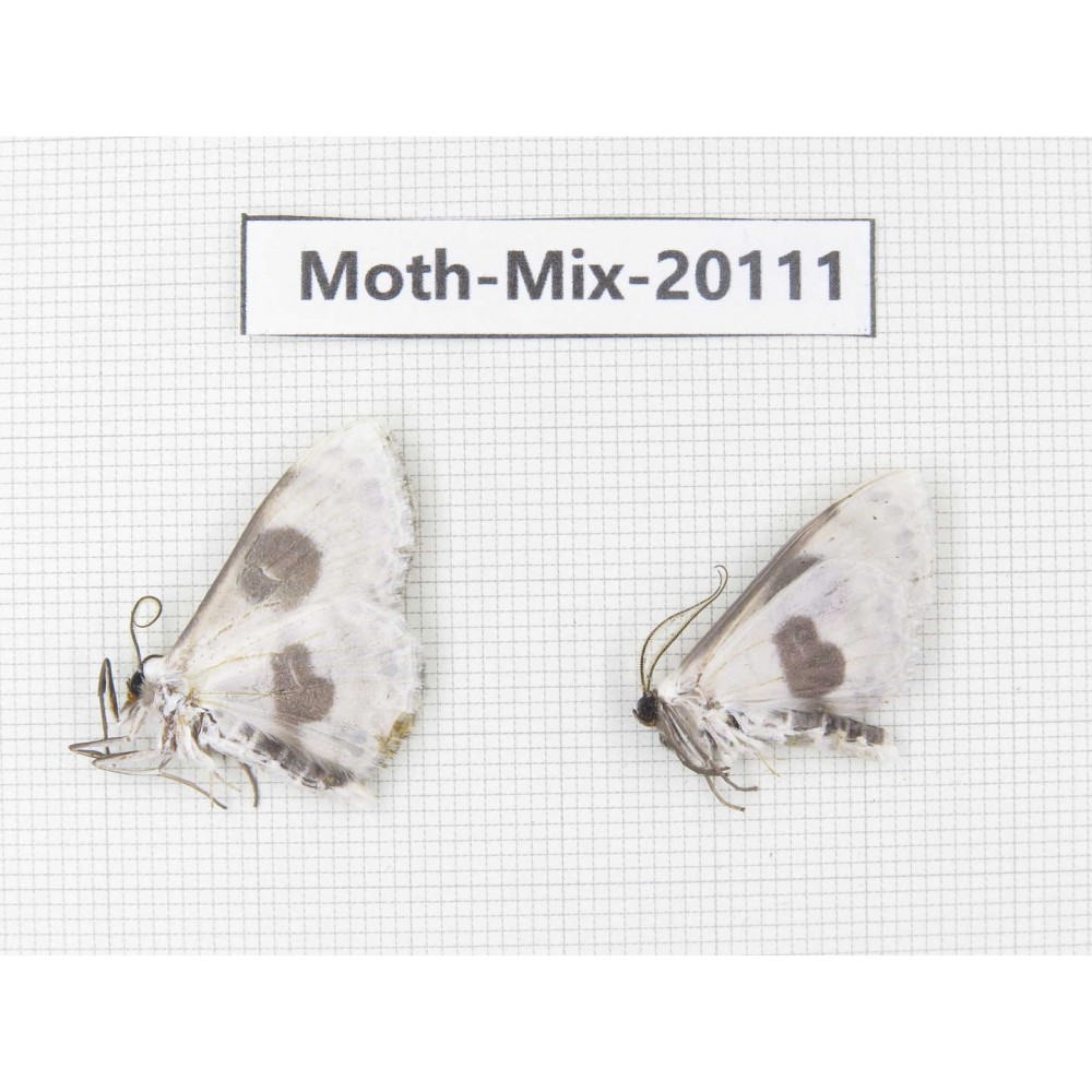 Moths sp. China, Tibet, Linzhi, Bomi county. 2Pcs. Moth-Mix-20111.