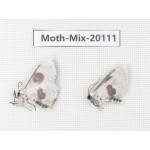 Moths sp. China, Tibet, Linzhi, Bomi county. 2Pcs. Moth-Mix-20111.