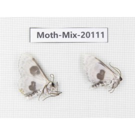 Moths sp. China, Tibet, Linzhi, Bomi county. 2Pcs. Moth-Mix-20111.