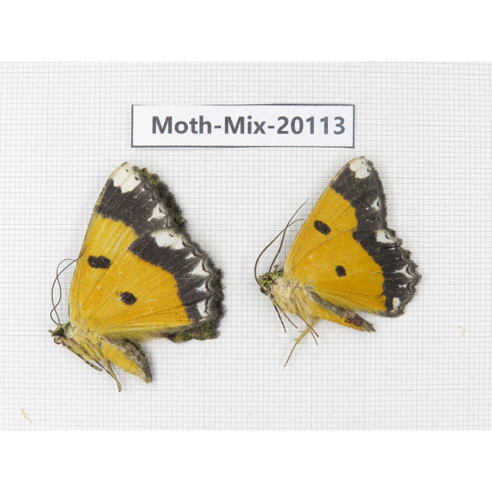 Moths sp. China, Tibet, Linzhi, Bomi county. 2Pcs. Moth-Mix-20113.