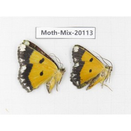 Moths sp. China, Tibet, Linzhi, Bomi county. 2Pcs. Moth-Mix-20113.