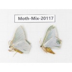 Moths sp. China, Tibet, Linzhi, Bomi county. 2Pcs. Moth-Mix-20117.