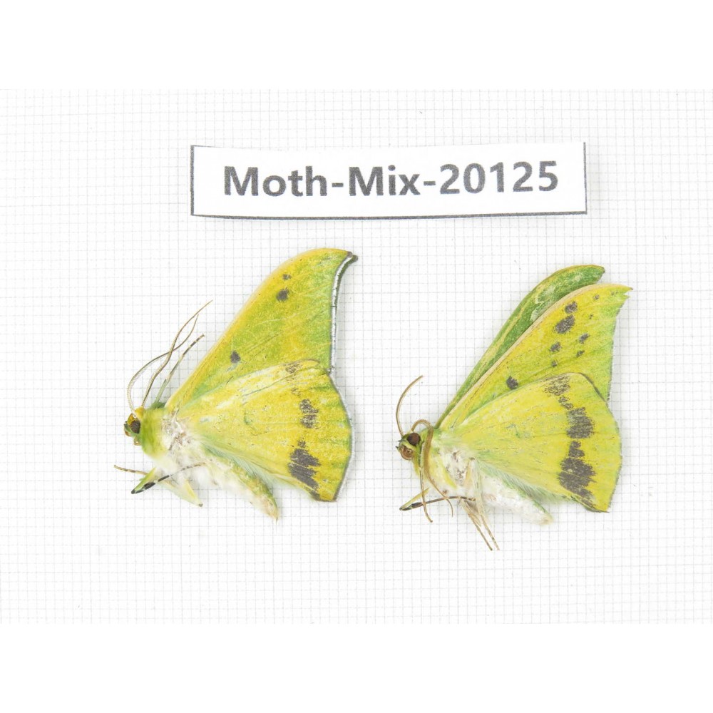 Moths sp. China, Tibet, Linzhi, Bomi county. 2Pcs. Moth-Mix-20125.