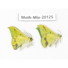 Moths sp. China, Tibet, Linzhi, Bomi county. 2Pcs. Moth-Mix-20125.