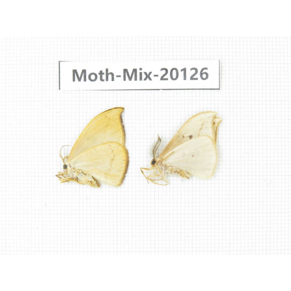 Moths sp. China, Tibet, Linzhi, Bomi county. 2Pcs. Moth-Mix-20126.