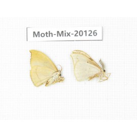 Moths sp. China, Tibet, Linzhi, Bomi county. 2Pcs. Moth-Mix-20126.