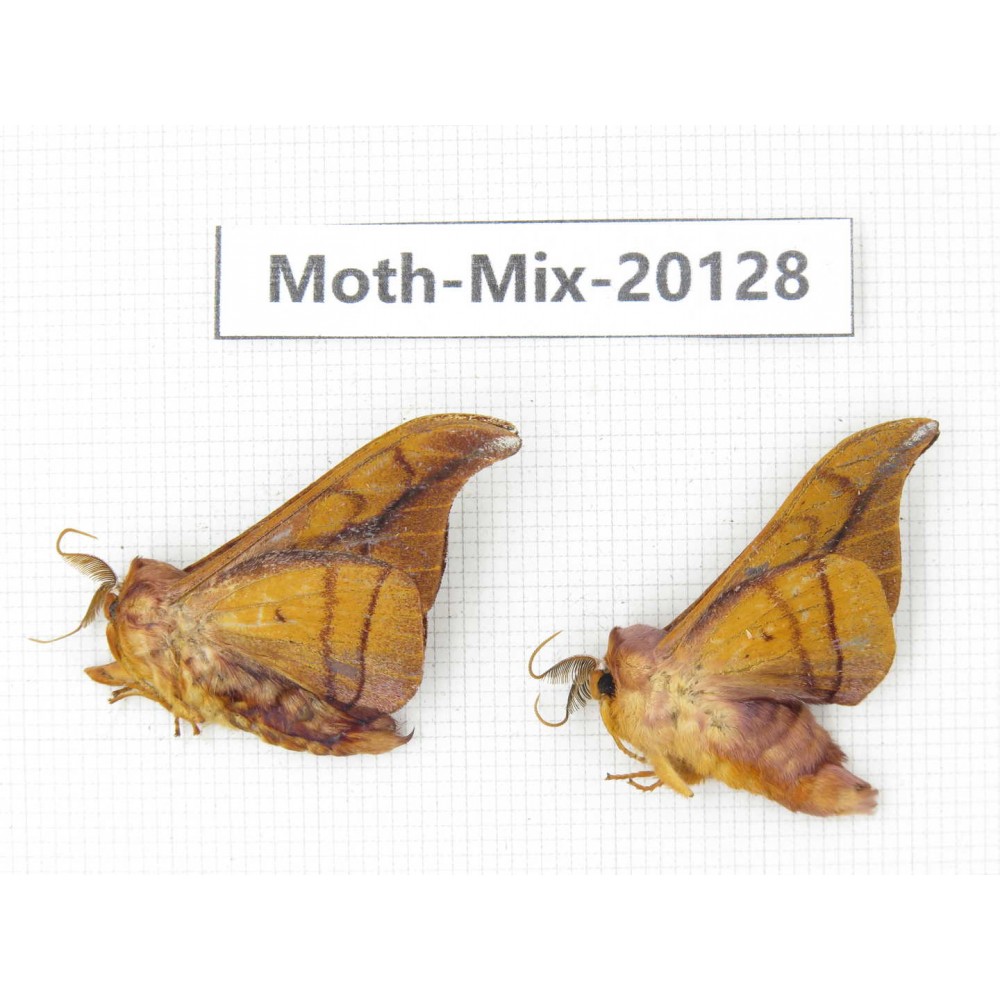 Moths sp. China, Tibet, Linzhi, Bomi county. 2Pcs. Moth-Mix-20128.